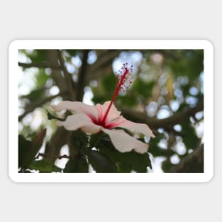 Hibiscus flower on its tree Sticker